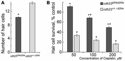 Inhibition of Mitochondrial Division Attenuates Cisplatin-Induced Toxicity in the Neuromast Hair Cells